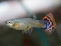 guppy female